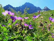 33 Geranium phaeum (Geranio stellato) con vista in Corna Piana
